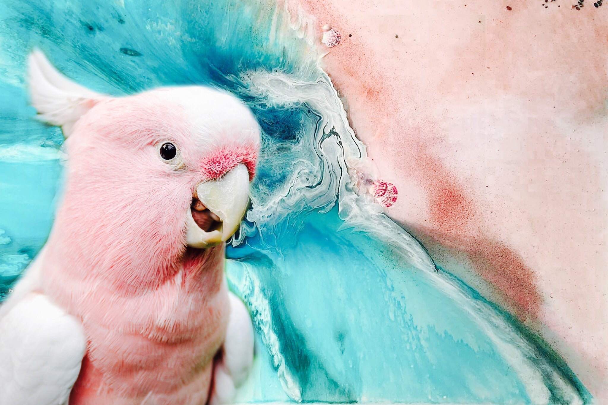 Abstract Artwork. Teal beach. Grey Gallah Parrot. Art print Antuanelle 3 Limited Edition Print