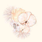 Scalops and Orchids 1