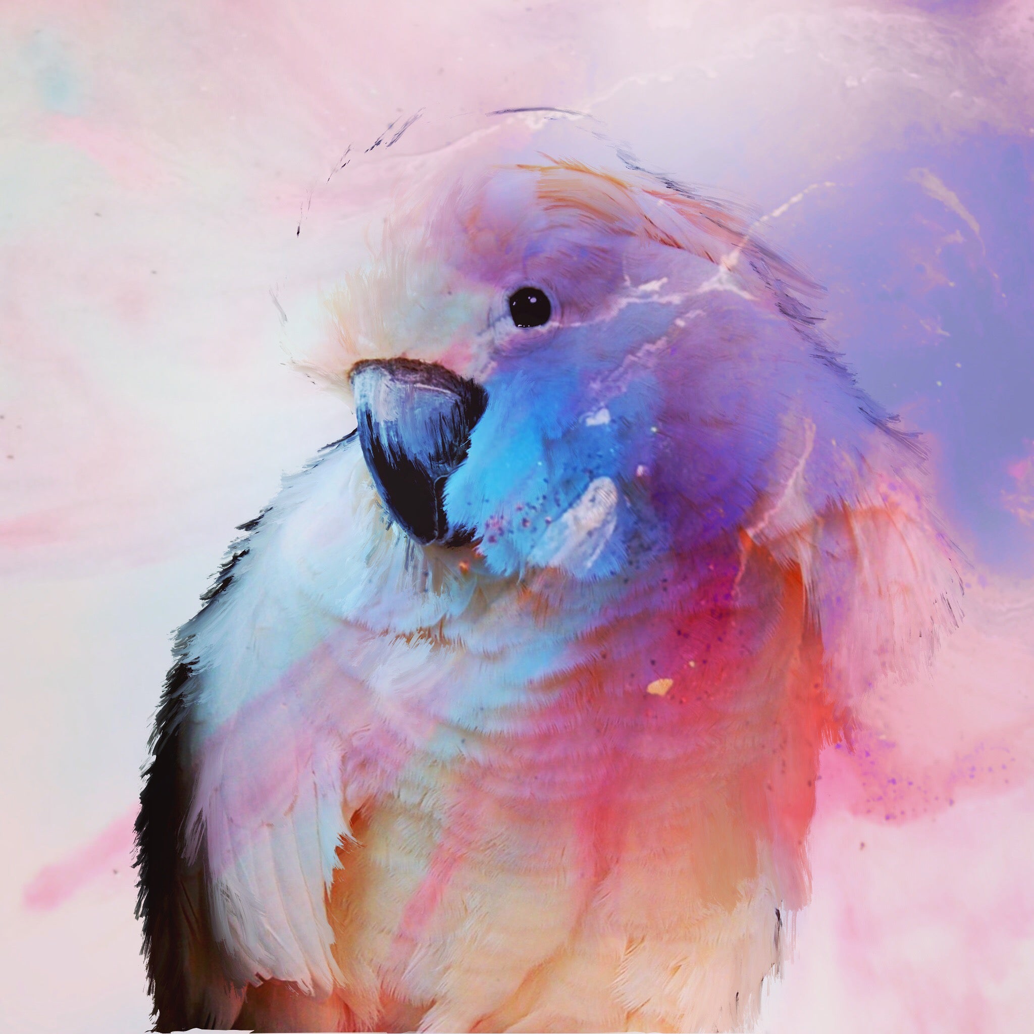 Abstract Bird. Pink Cockatoo Parrot in Blue. Art Print. Antuanelle 1 Blue.Bird Print.
