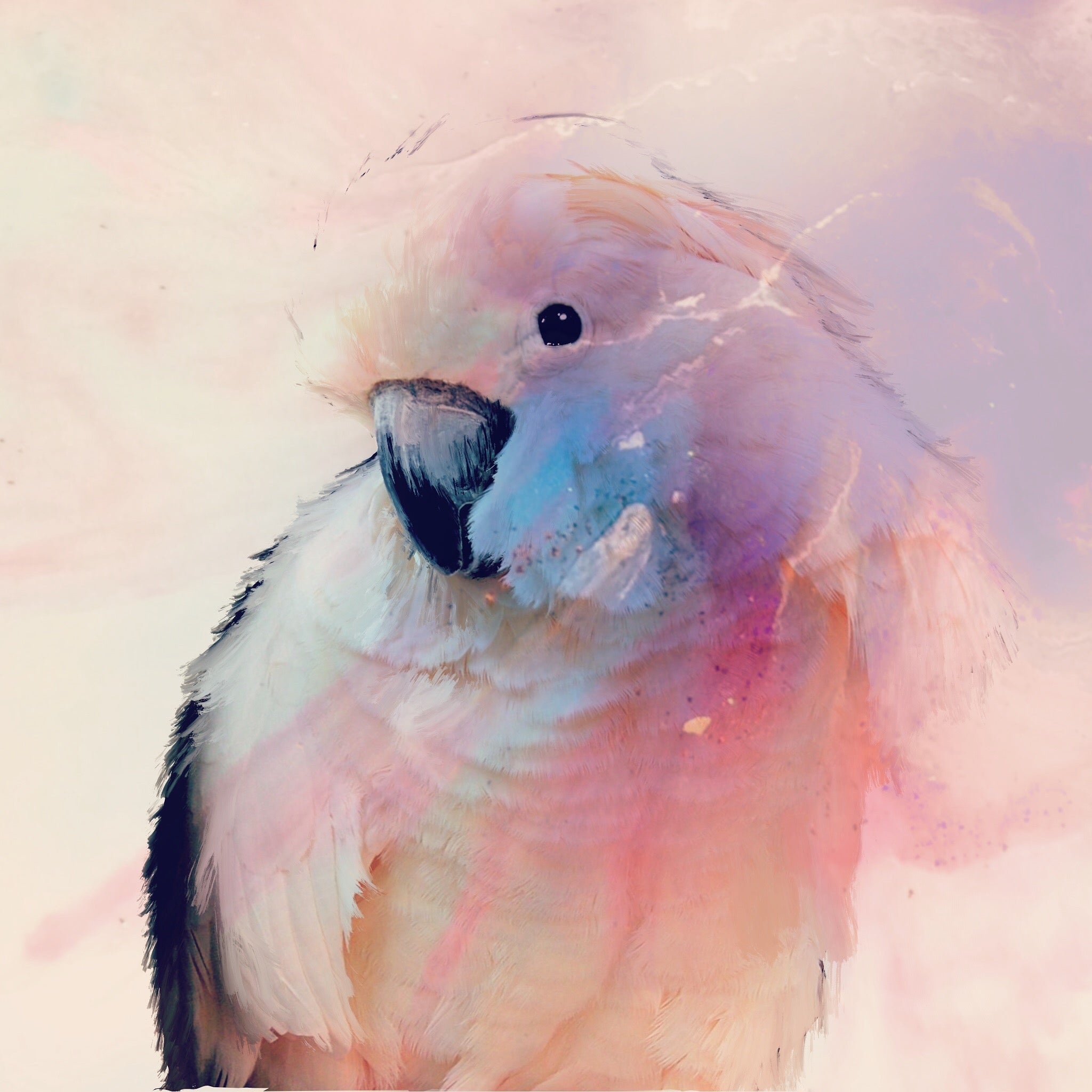 Pastel Artwork. Pink Bird. Cockatoo Parrot. Art Print. Antuanelle 2 Parrot in Blush | Canvas Print