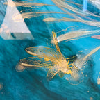 Gold Dragonflies Teal Seascape. Dragonflies in Golden light.Original Artwork